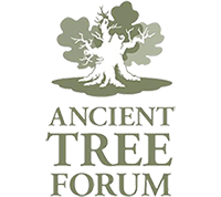 Ancient Tree Forum