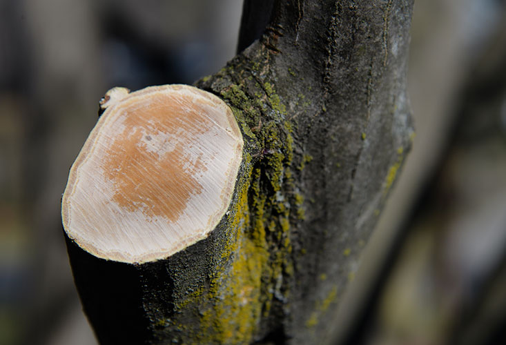 Tree Pruning