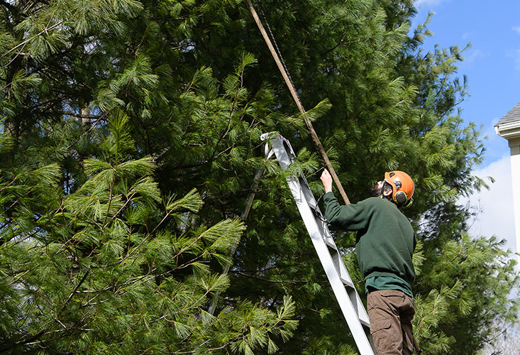 Tree Pruning