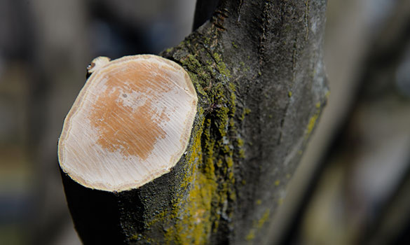 Tree Pruning